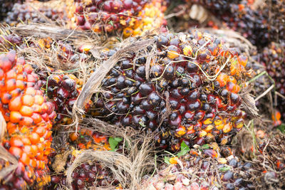 High angle view of fruits and plants in market