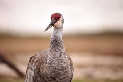Sandhill crane bird grus canadensis forages for food in the marsh at the myakka river state park