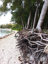 Scenic view of trees at beach