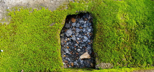 High angle view of moss growing on field