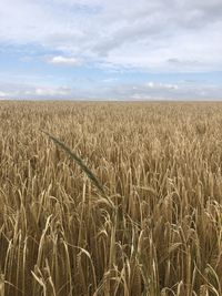 Scenic view of wheat field against sky