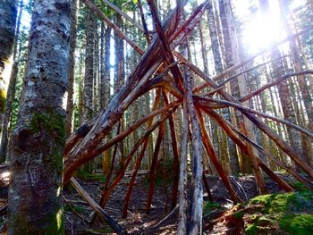 Low angle view of trees in forest