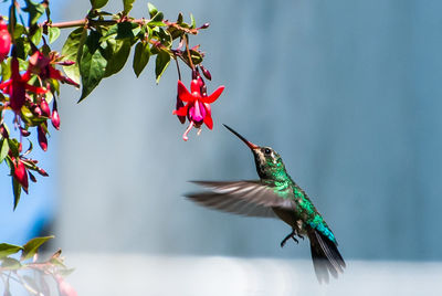 Bird flying in a red flower