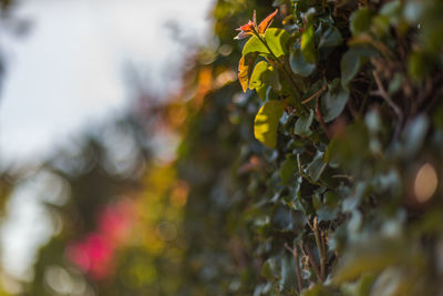 Close-up of flower tree