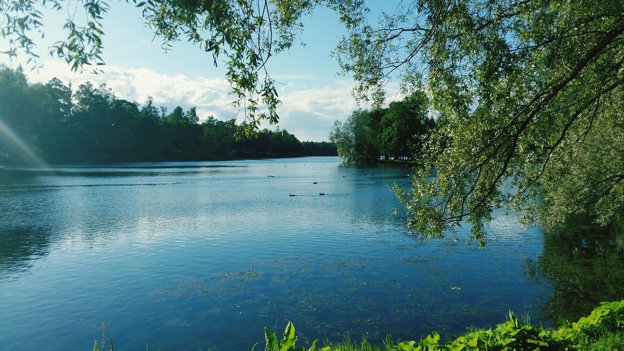 water, tree, tranquility, tranquil scene, lake, scenics, beauty in nature, reflection, sky, nature, growth, green color, idyllic, river, plant, waterfront, day, no people, non-urban scene, branch