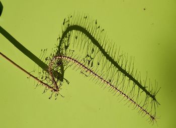 Close-up of spider on plant