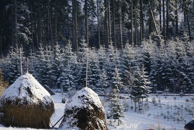 Trees in forest during winter
