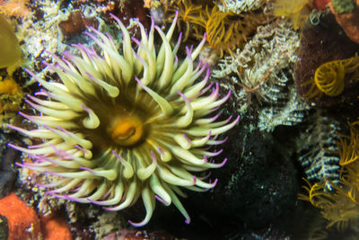 High angle view of flowers in water