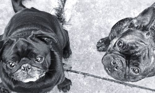 Close-up portrait of dog