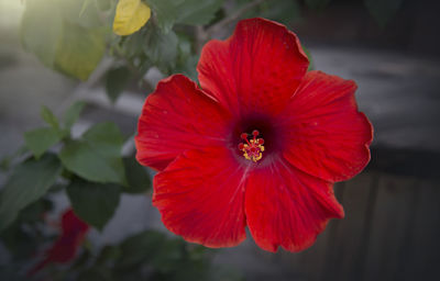 Close-up of red flower blooming outdoors