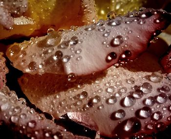 Close-up of water drops on leaf