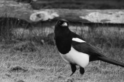 Portrait of a bird