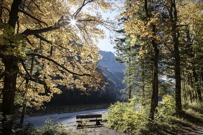 Trees in forest during autumn