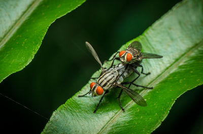 Close-up of insects mating on leaf
