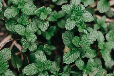 Full frame shot of green leaves