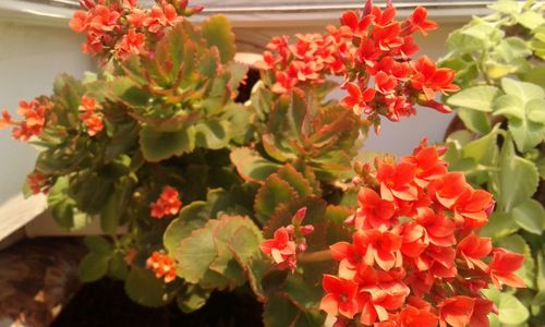 Close-up of flowers blooming outdoors