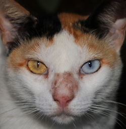 Close up portrait of a cat with two different eye colors