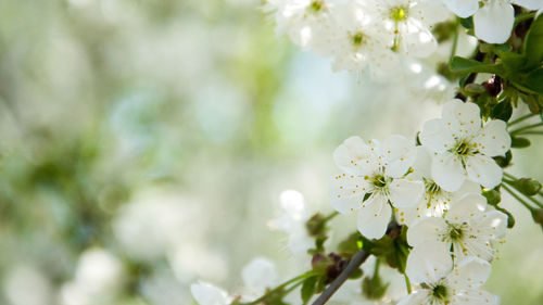 Close-up of white cherry blossom plant