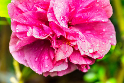 Close-up of wet pink rose flower