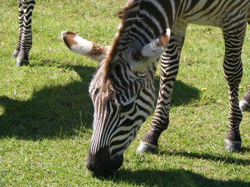 Zebras grazing on grassy field