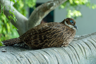 Close-up of bird perching on wood