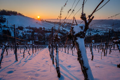 Vine in vineyard in morning winter sun with snow landscape