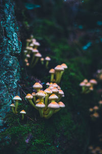 Close-up of mushrooms growing on field