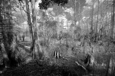 Panoramic shot of trees in forest