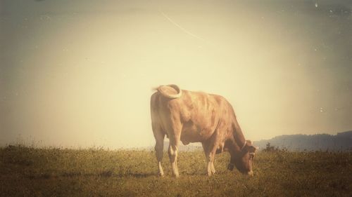 Cow standing on field against sky during sunset