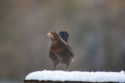 Close-up of bird perching on snow