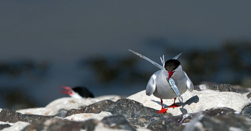 Close-up of bird perching on rock