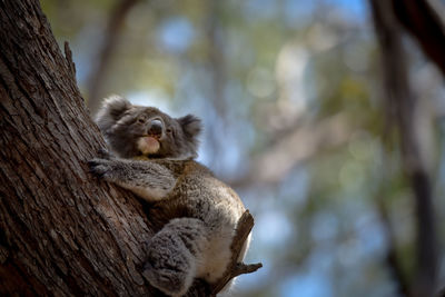 Low angle view of a koala on tree