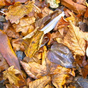Full frame shot of dry leaves