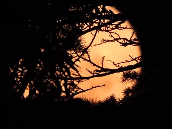 Silhouette of trees at night