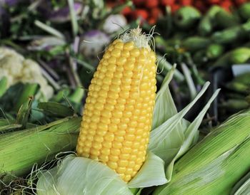 Close-up of corn on leaf