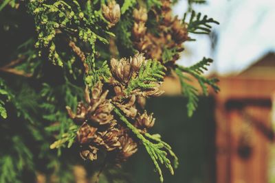 Close-up of spruce cones on twigs