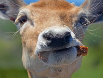 Close-up portrait of horse