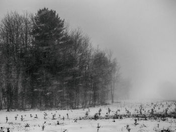 Snow covered trees against sky