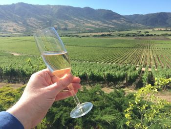 Cropped image of man holding wine in field