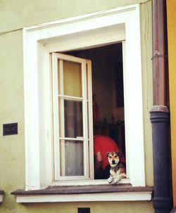 Portrait of dog in house