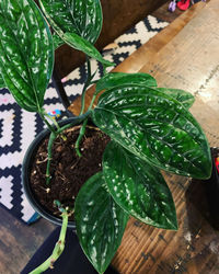 High angle view of potted plant on table