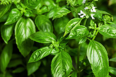 Basil plants with flowers growing in the garden, closeup