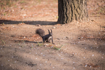 Squirrel on field