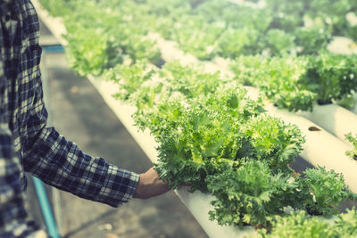Midsection of man picking lettuce in garden
