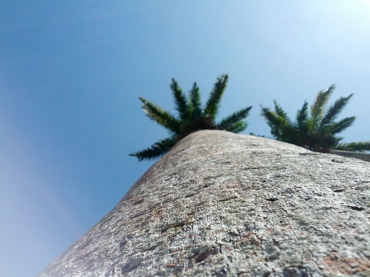 clear sky, low angle view, tree, palm tree, copy space, blue, growth, nature, sky, tranquility, day, built structure, no people, outdoors, sunlight, architecture, tranquil scene, beauty in nature, tall - high, scenics