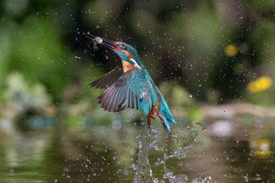 Bird flying in the water