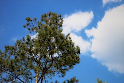 Low angle view of tree against sky