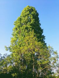 Low angle view of trees against clear blue sky