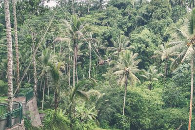 Plants and trees in forest