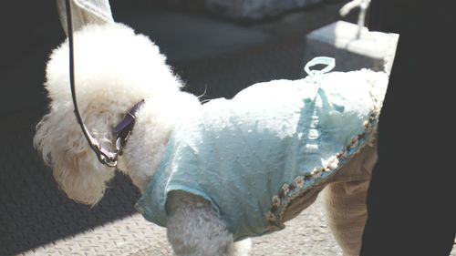 Close-up of a dog